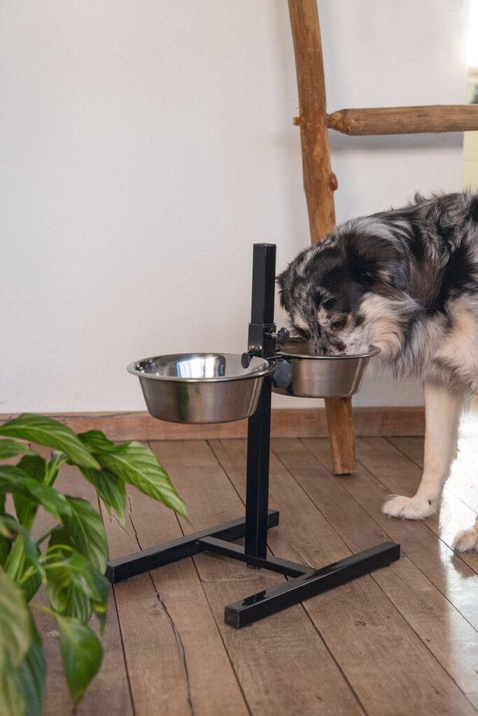 Hond drinkt water uit dubbele metalen voederschaal.