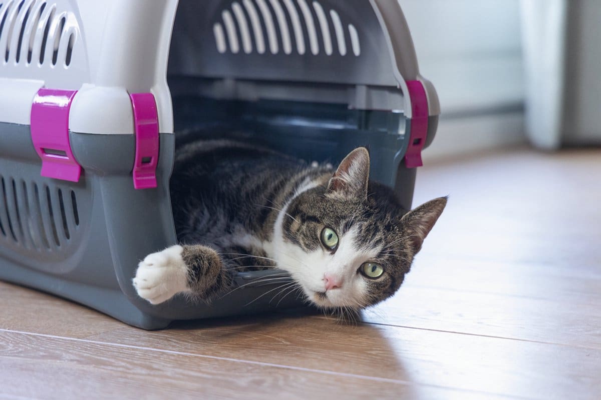 Kat in reismand op houten vloer