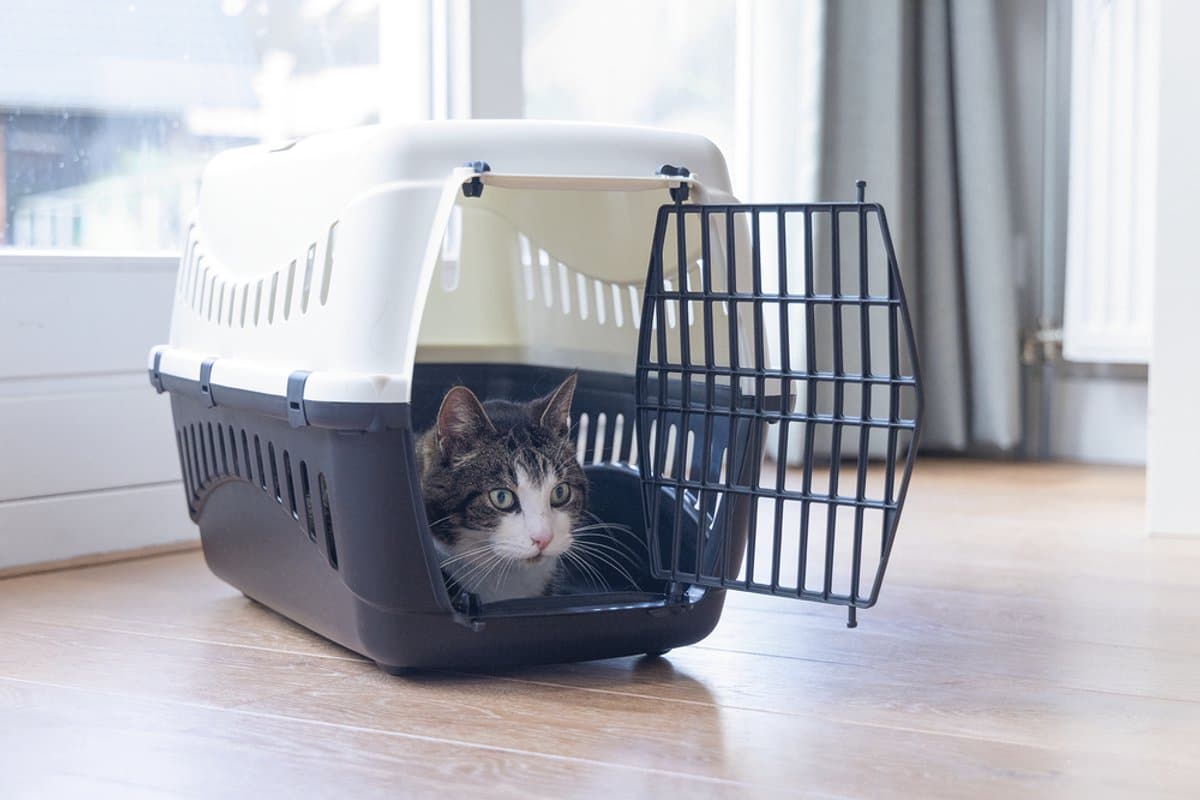 Kat zit in open reismand op vloer.