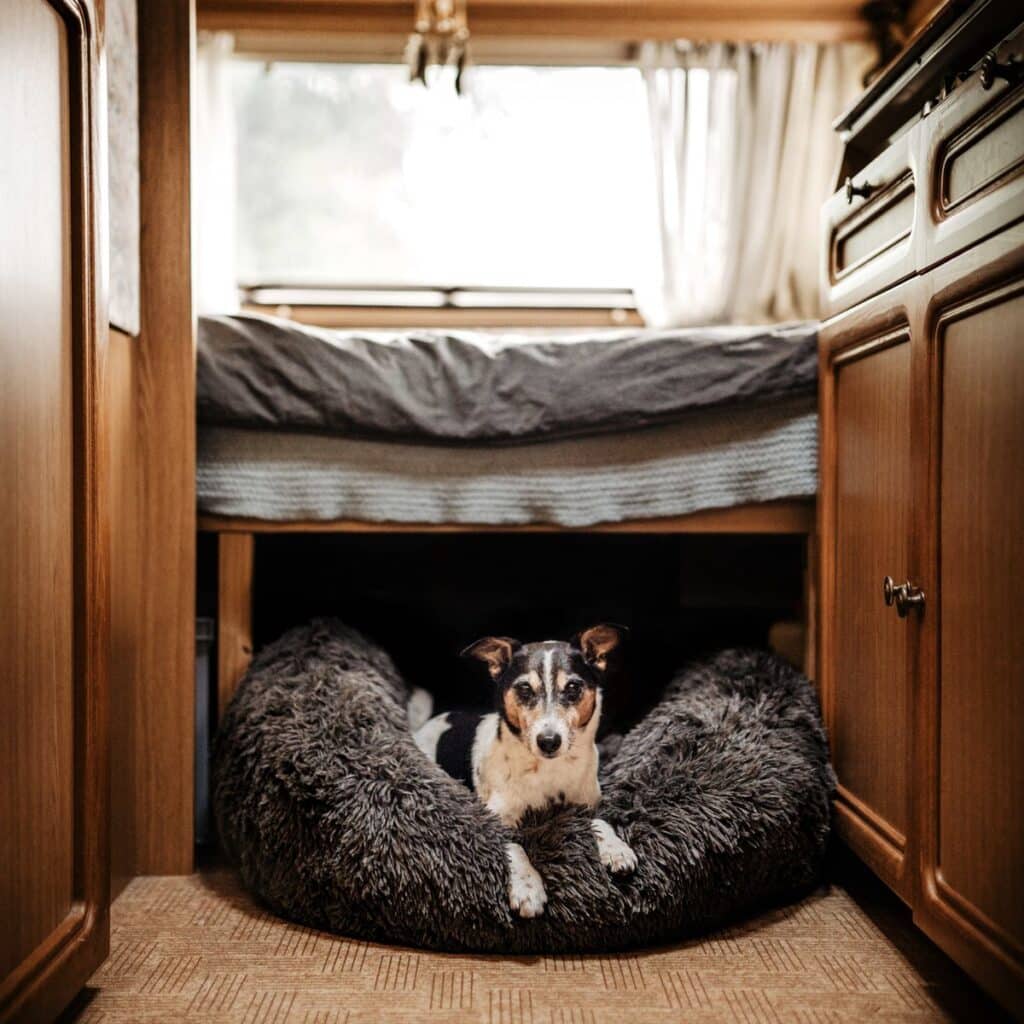 Hond in mand onder bed in caravan.