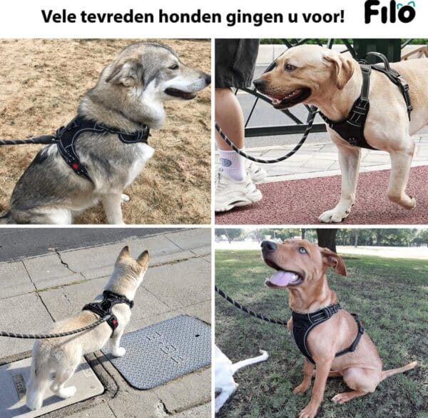 Vier honden met verschillende kleuren dragen een zwart tuigje.